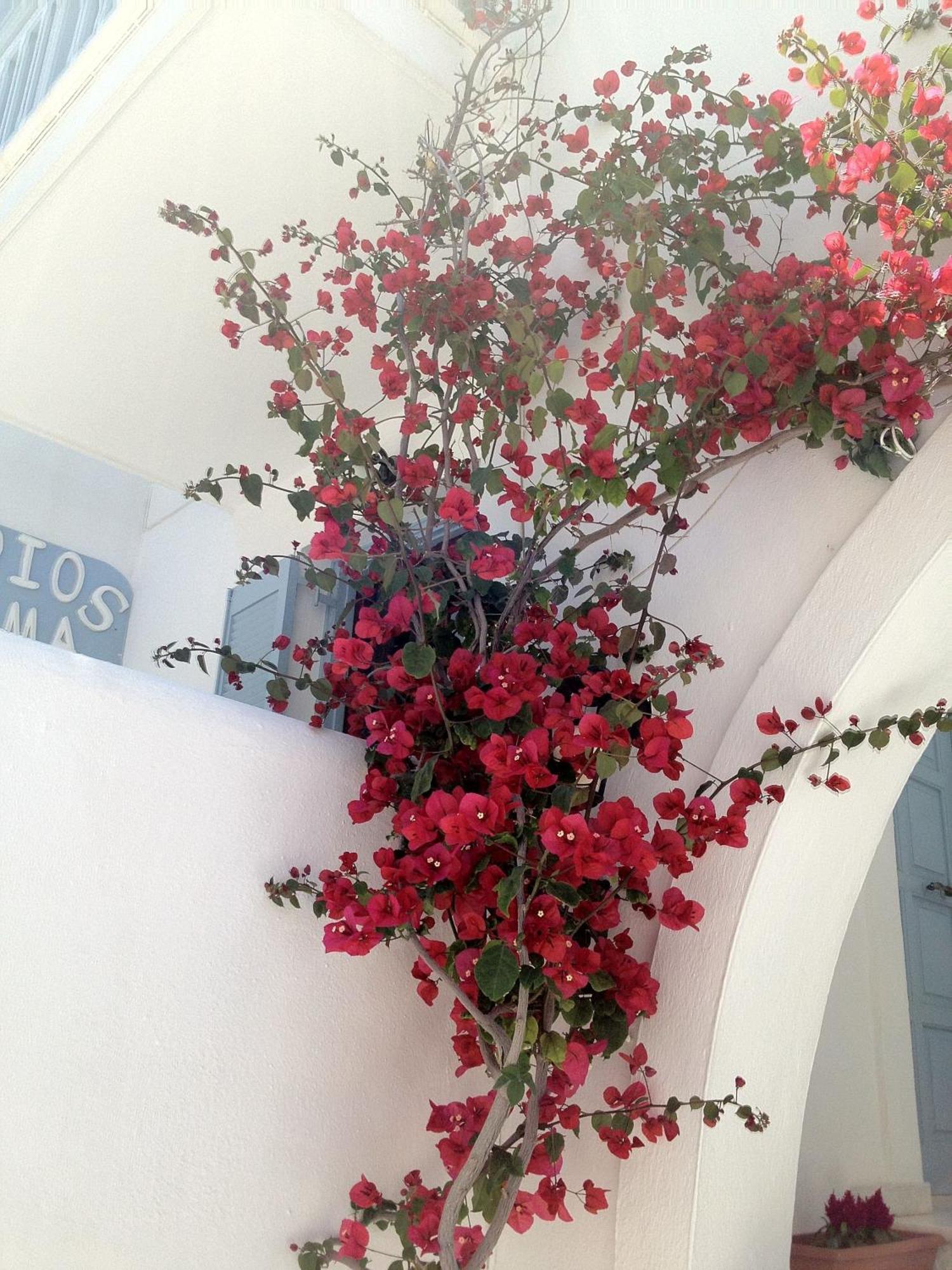 Sigma Studios On The Beach Naxos City Exterior photo